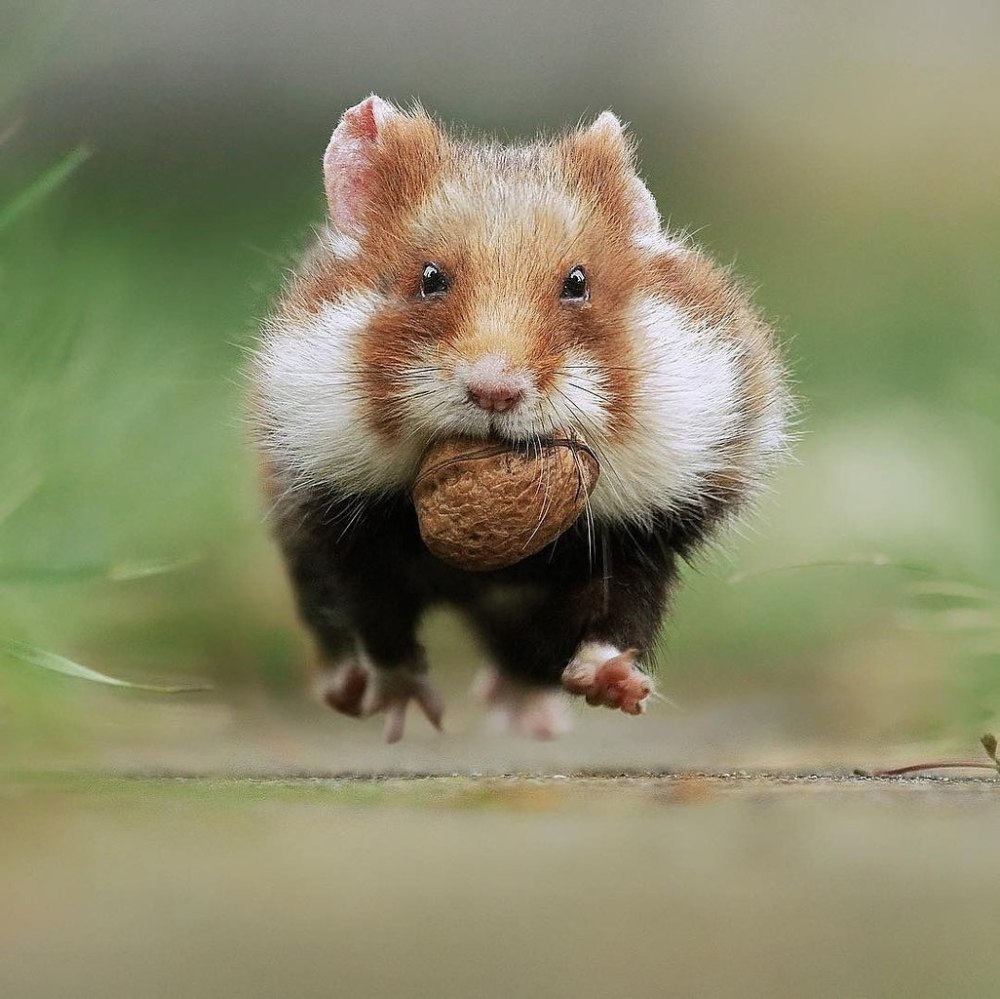 Полевой хомяк фото