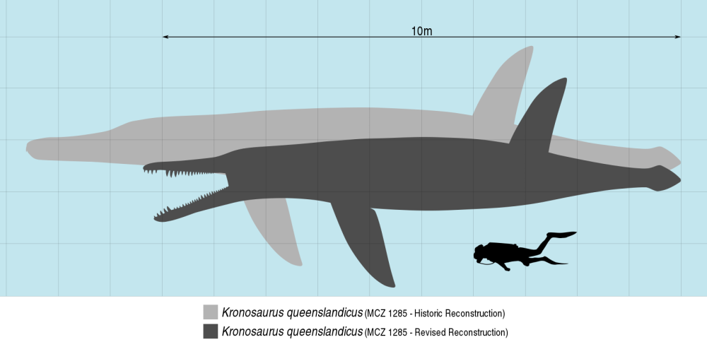 Kronosaurus queenslandicus