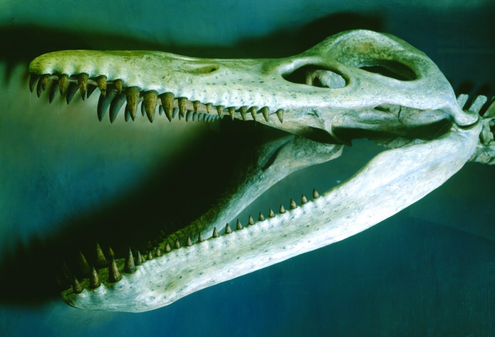 Pliosaurus Kevani