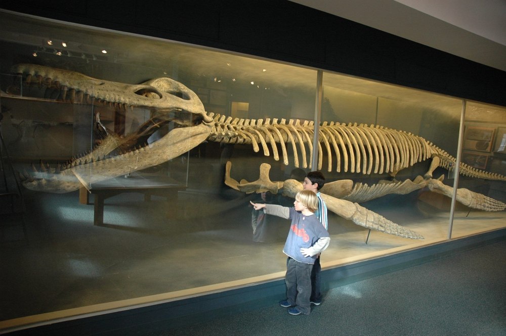 Kronosaurus queenslandicus