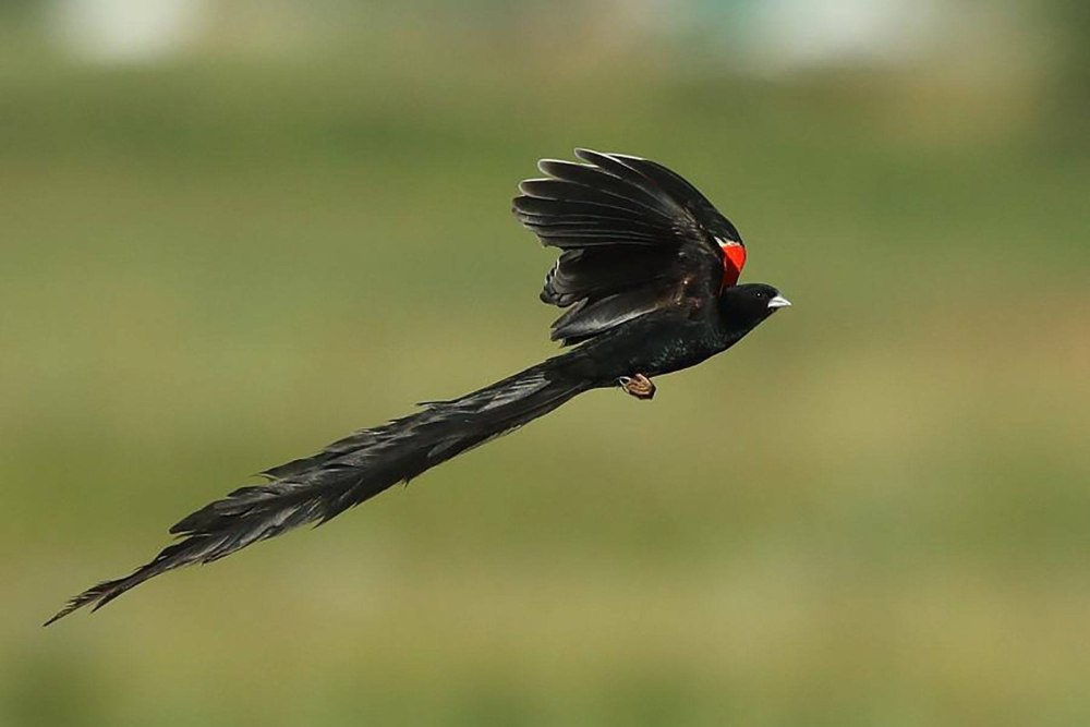 Long tailed Widowbird