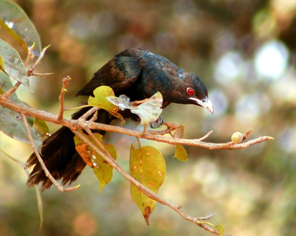 Common Asian coel