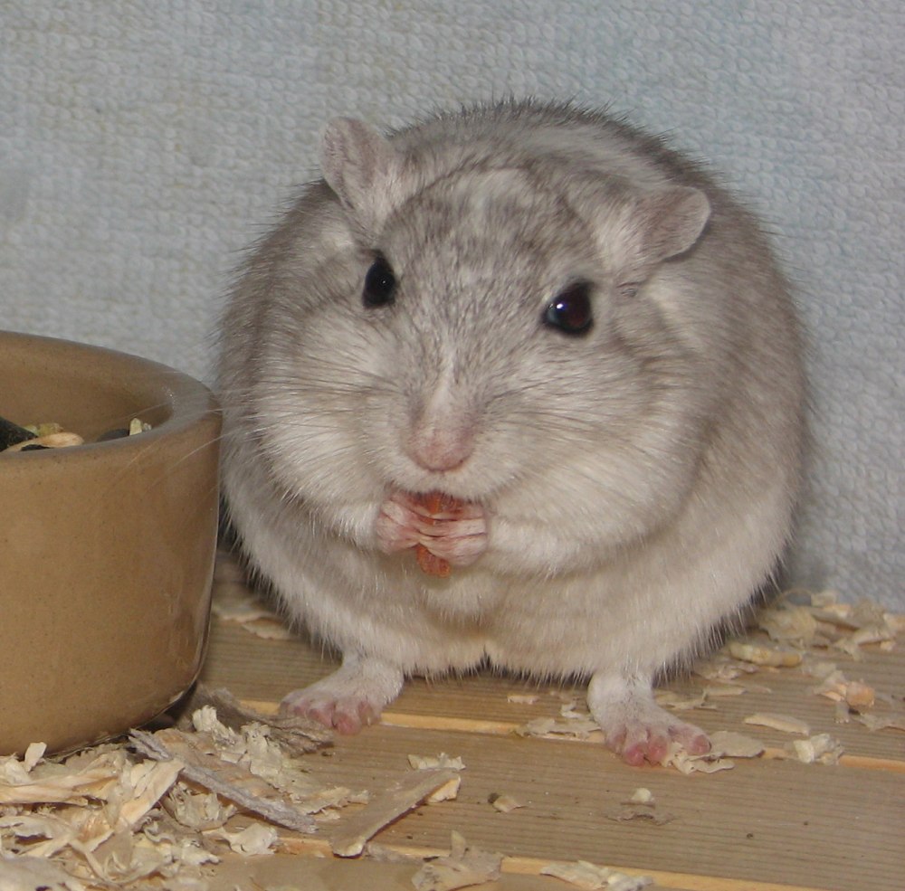 Песчанка собака