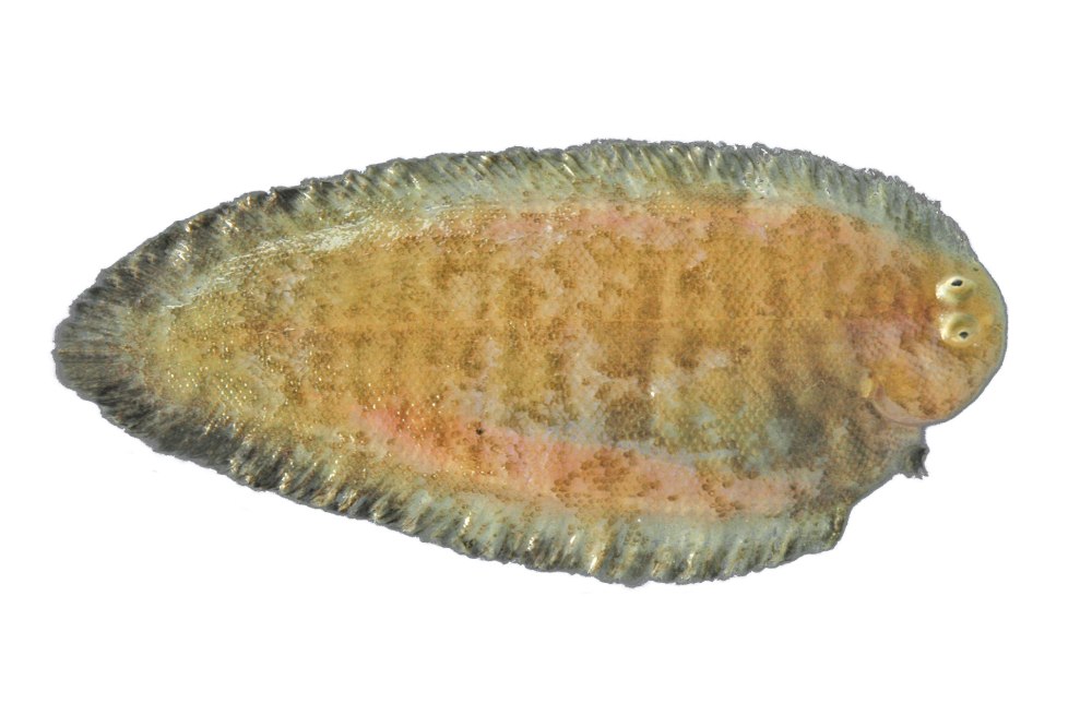 Морской язык, или косорот