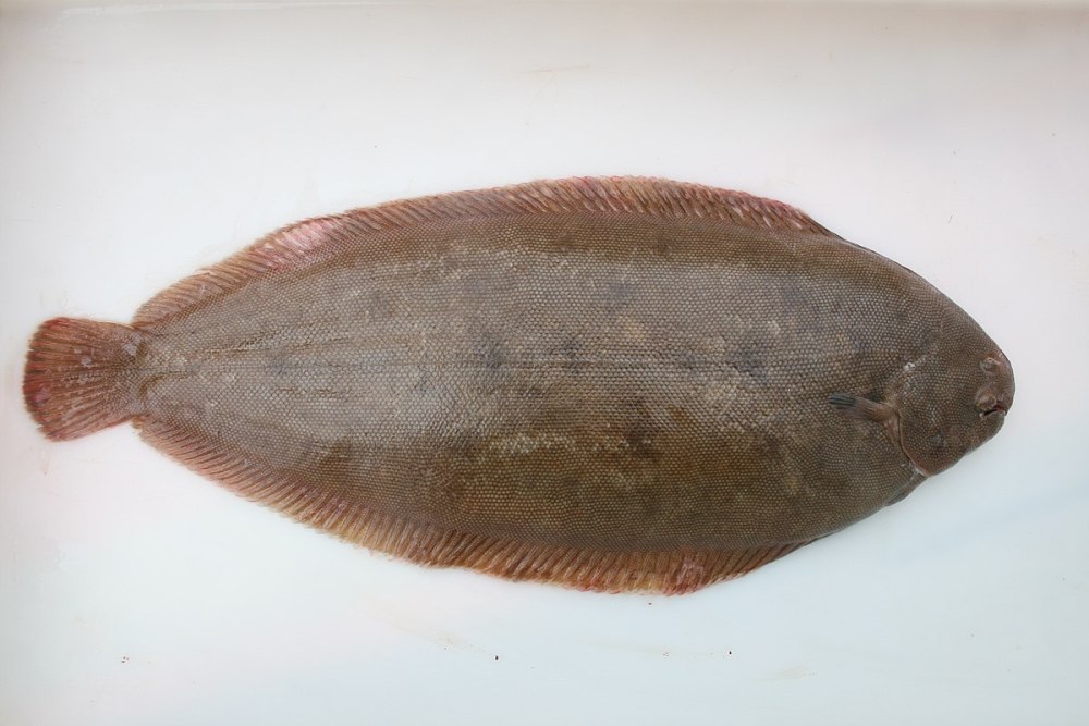 Solea Palante фото