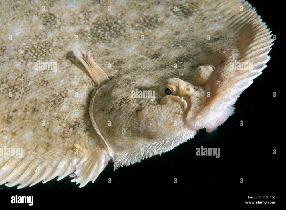 Dispharynx nasuta