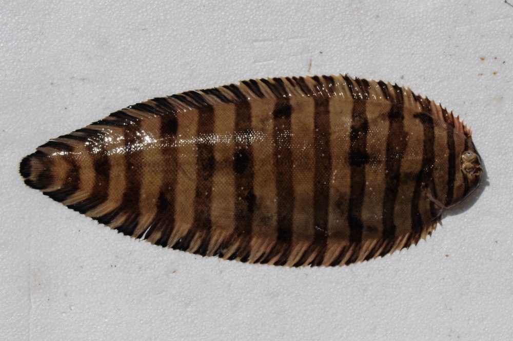 Zebrias lucapensis