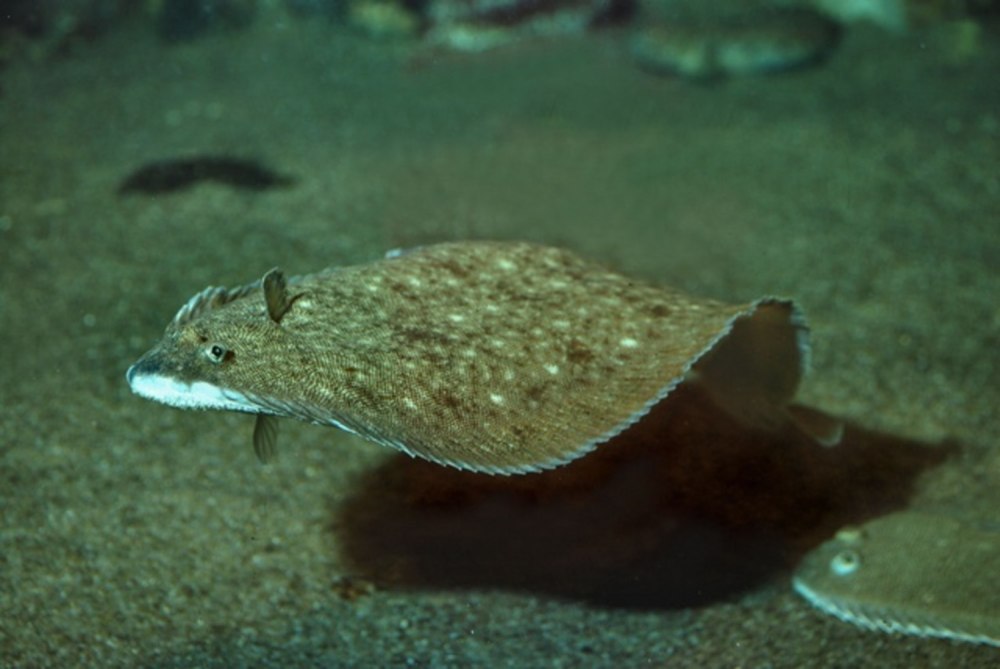 Камбала Solea Solea