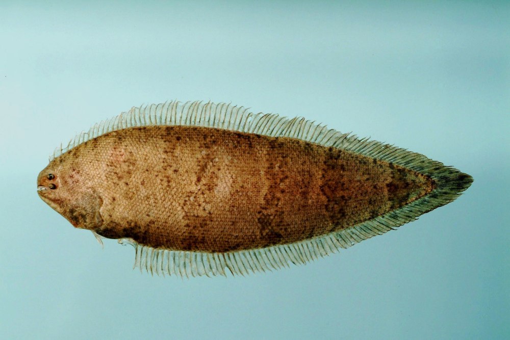 Cynoglossus microlepis