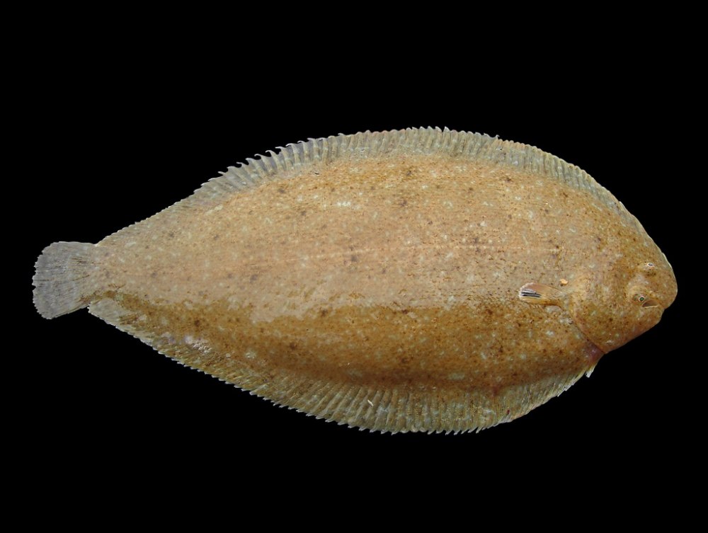 Solea Solea