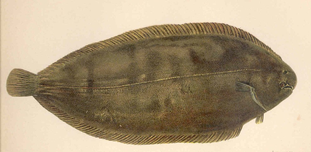 Solea vulgaris