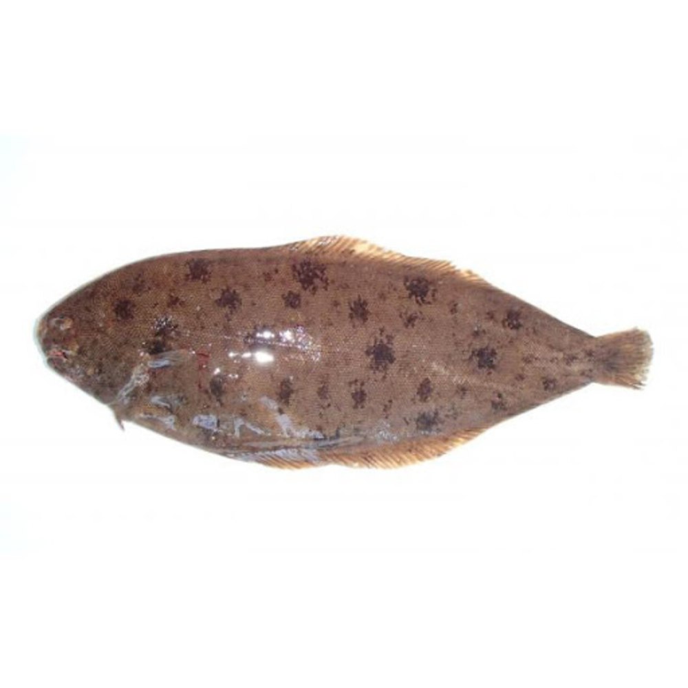 Морской язык Мариньер