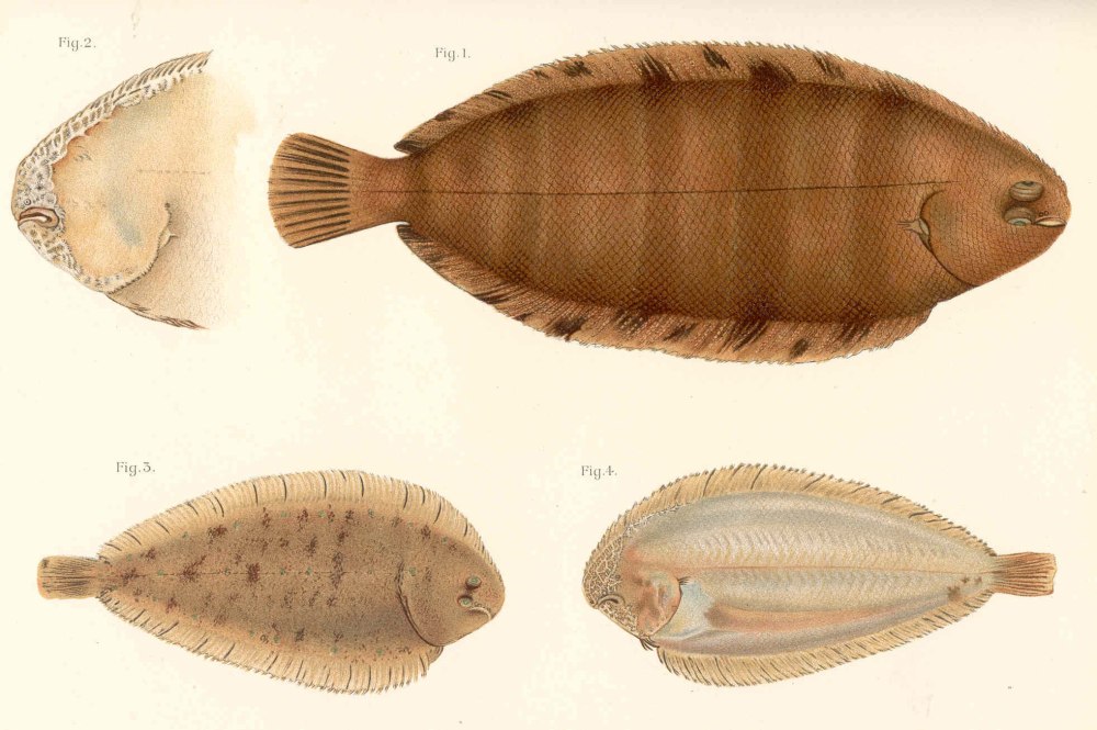 Solea vulgaris