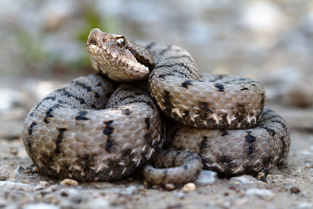 Обыкновенная гадюка (Vipera berus)