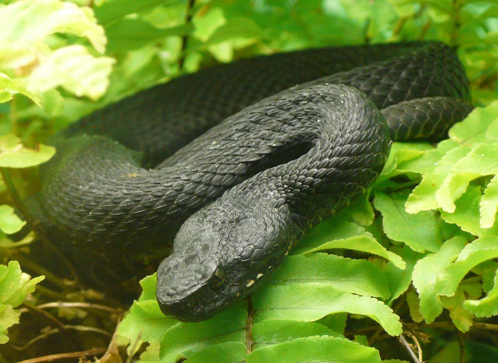 Гадюка Никольского (Vipera nikolskii)