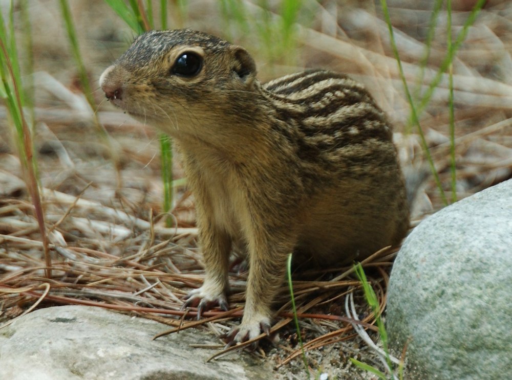 Spermophilus tridecemlineatus