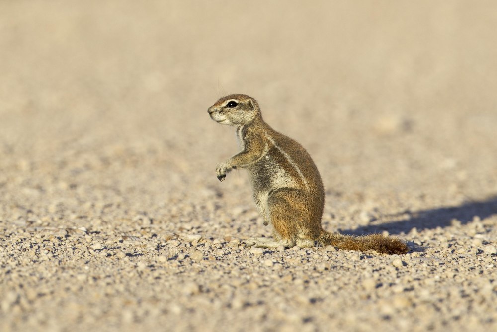 Gris Xerus