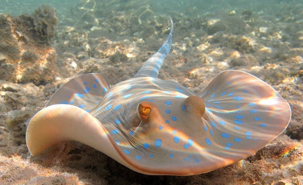 Скат хвостокол красное море
