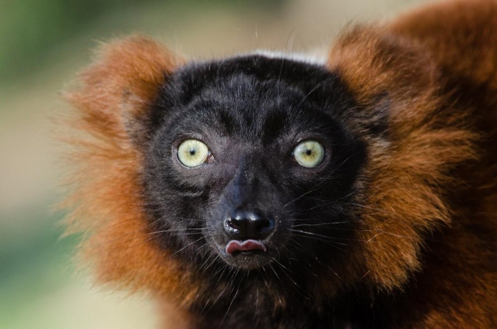 Red Ruffed Lemur