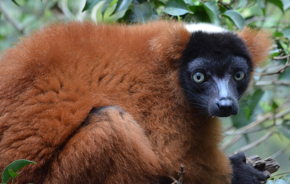 Red Ruffed Lemur