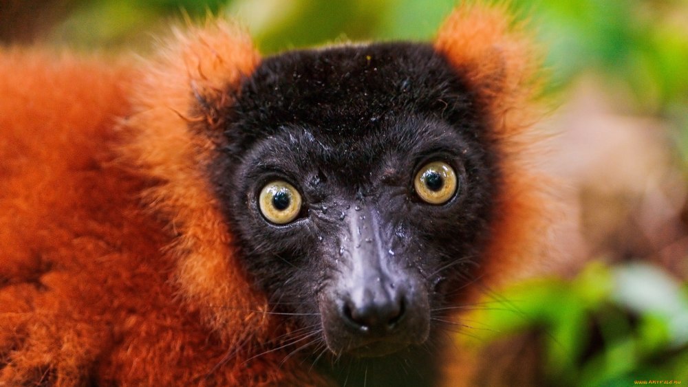 Red Ruffed Lemur