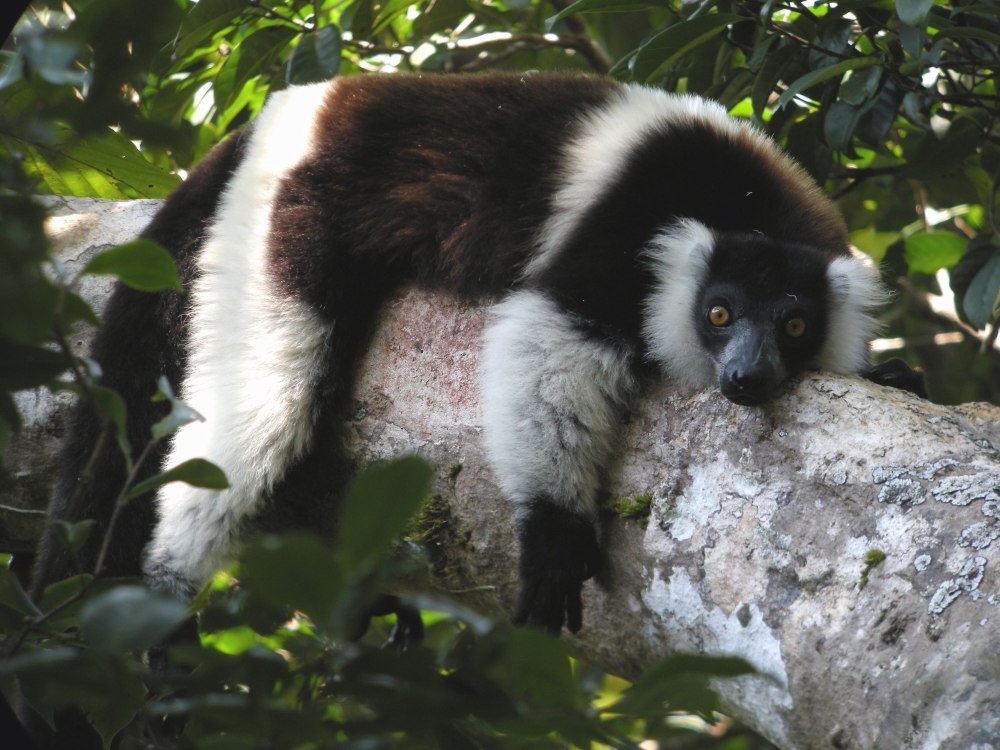 Лемур Вари (Varecia variegata)