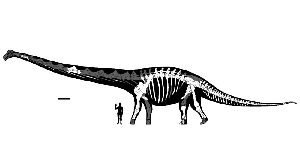 Dreadnoughtus schrani