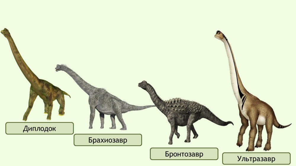 Брахиозавр и Диплодок