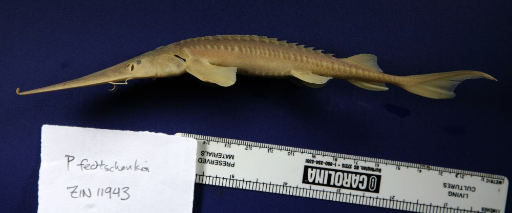 Сырдарьинский лопатонос (Pseudoscaphirhynchus fedtschenkoi)