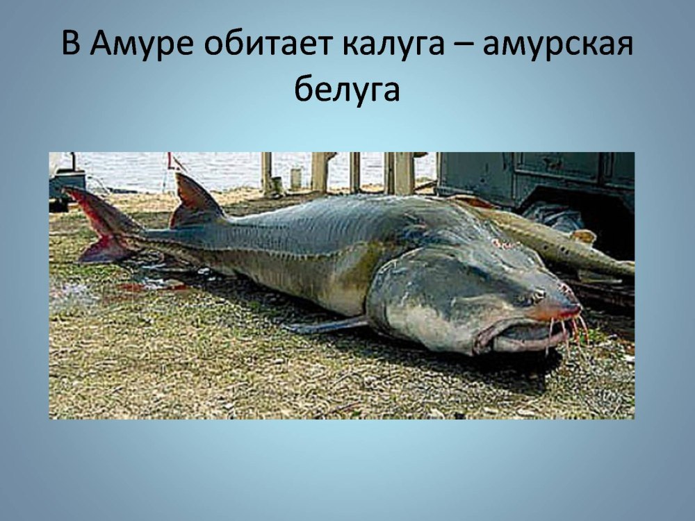 Калуга Амурская Белуга