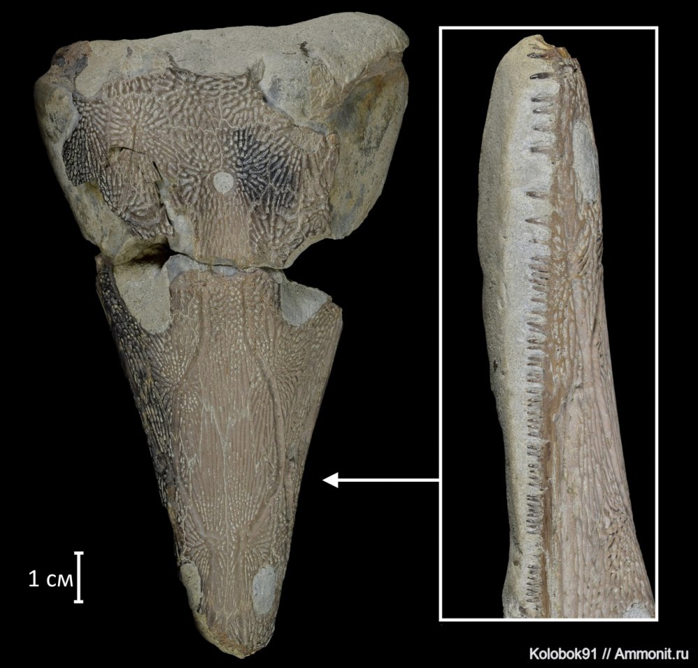 Benthosuchus