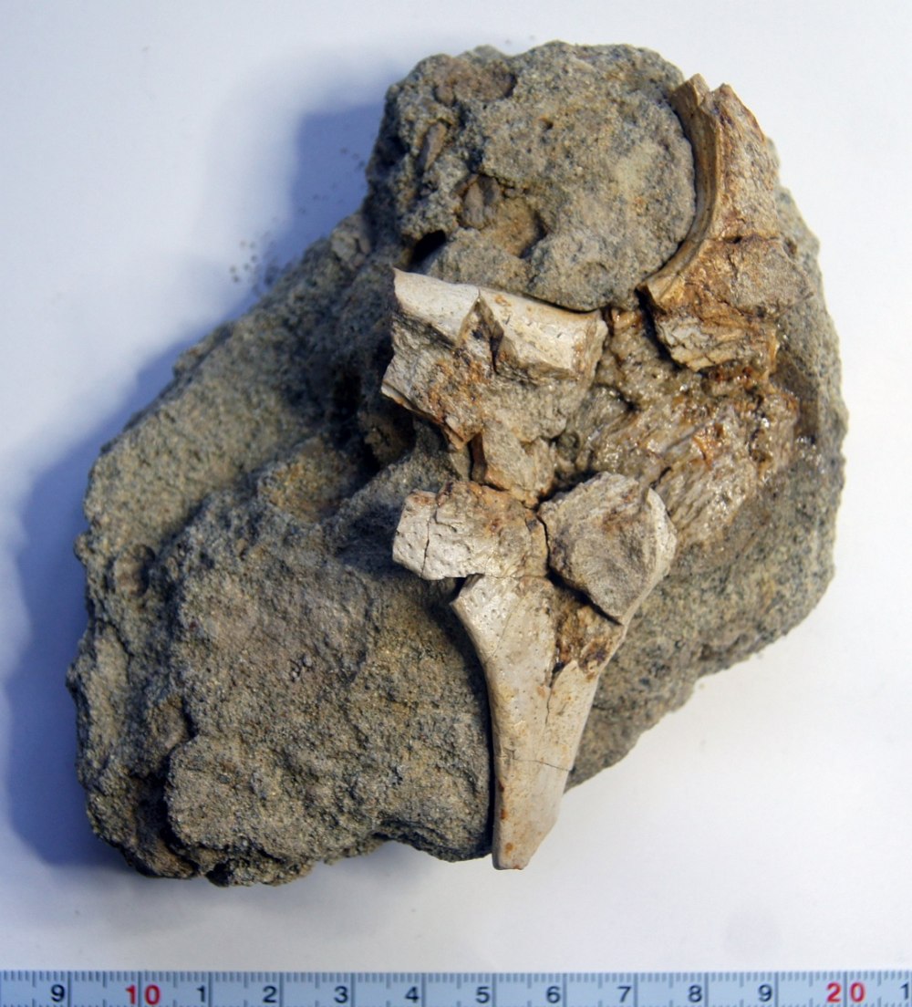 Benthosuchus sushkini