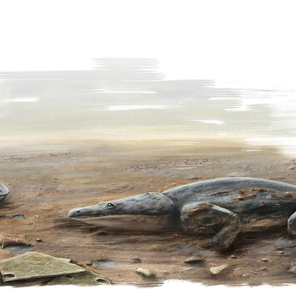 Metoposaurus algarvensis