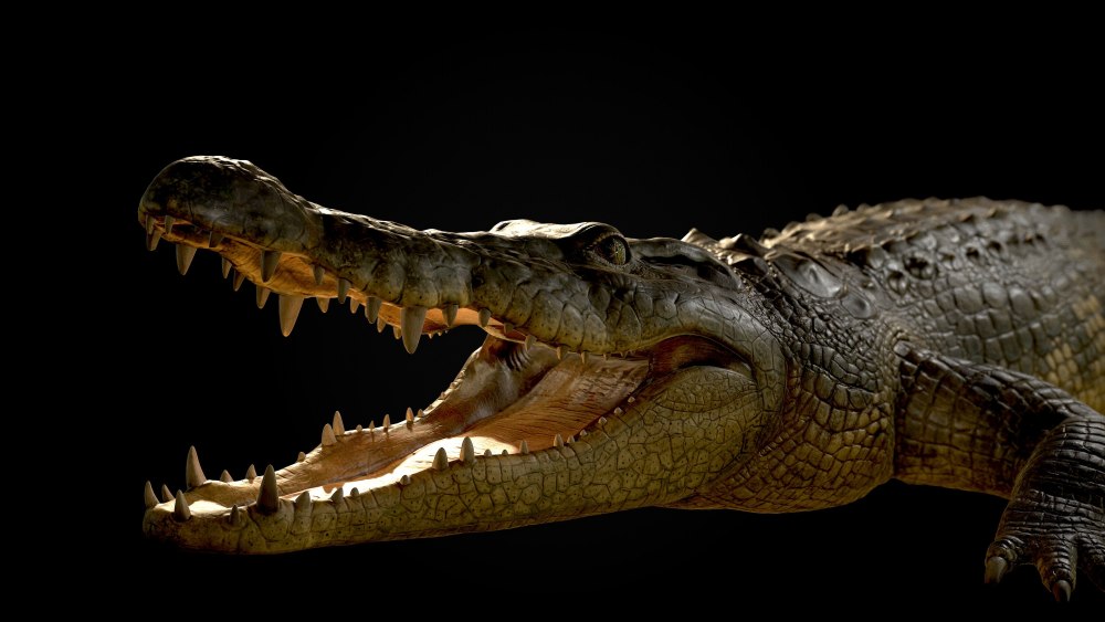 Крокодил 3d