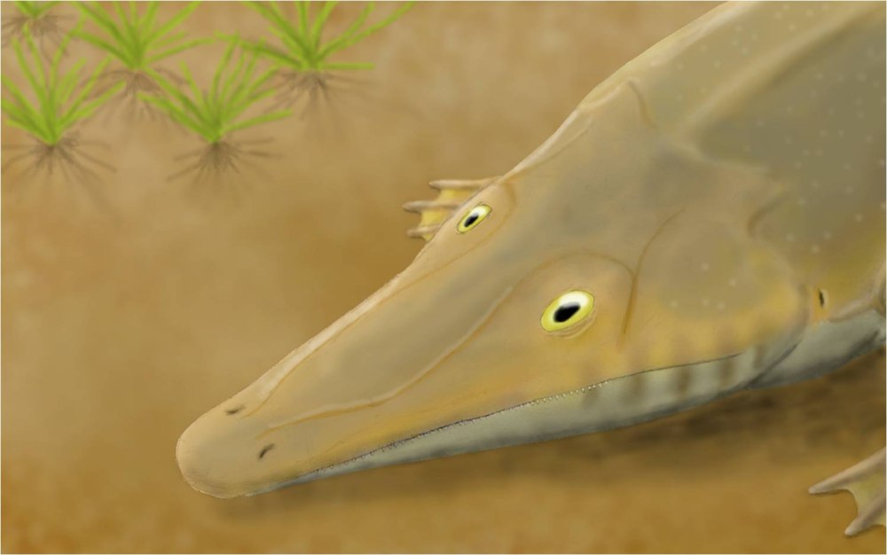 Тоозух Thoosuchus Jakovlevi