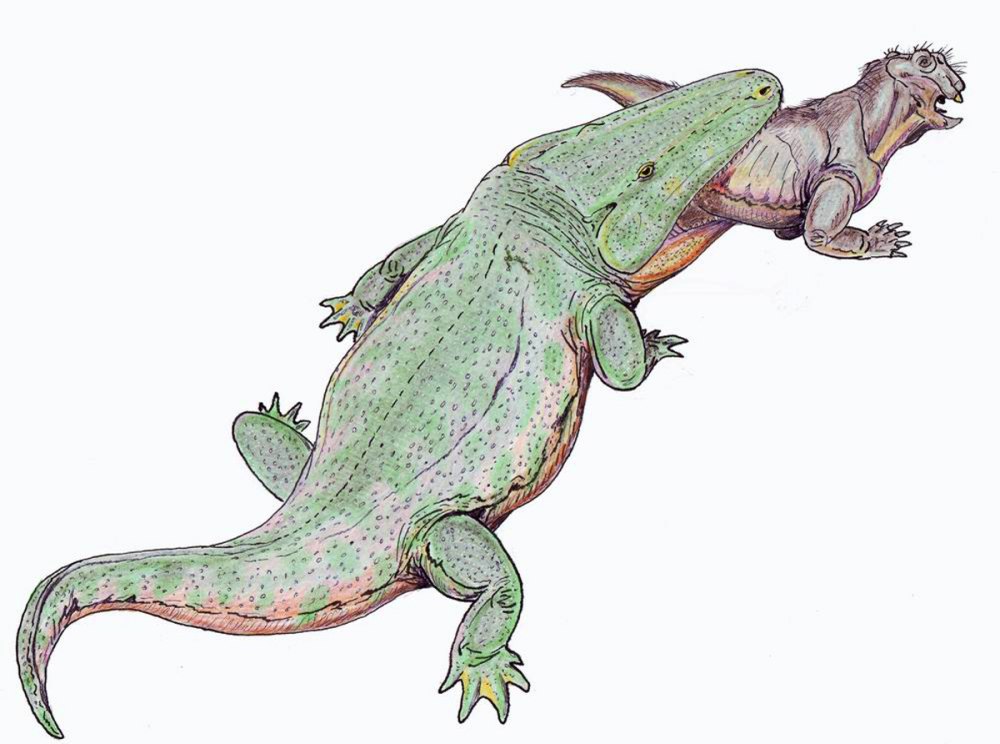 Uranocentradon senekalensis
