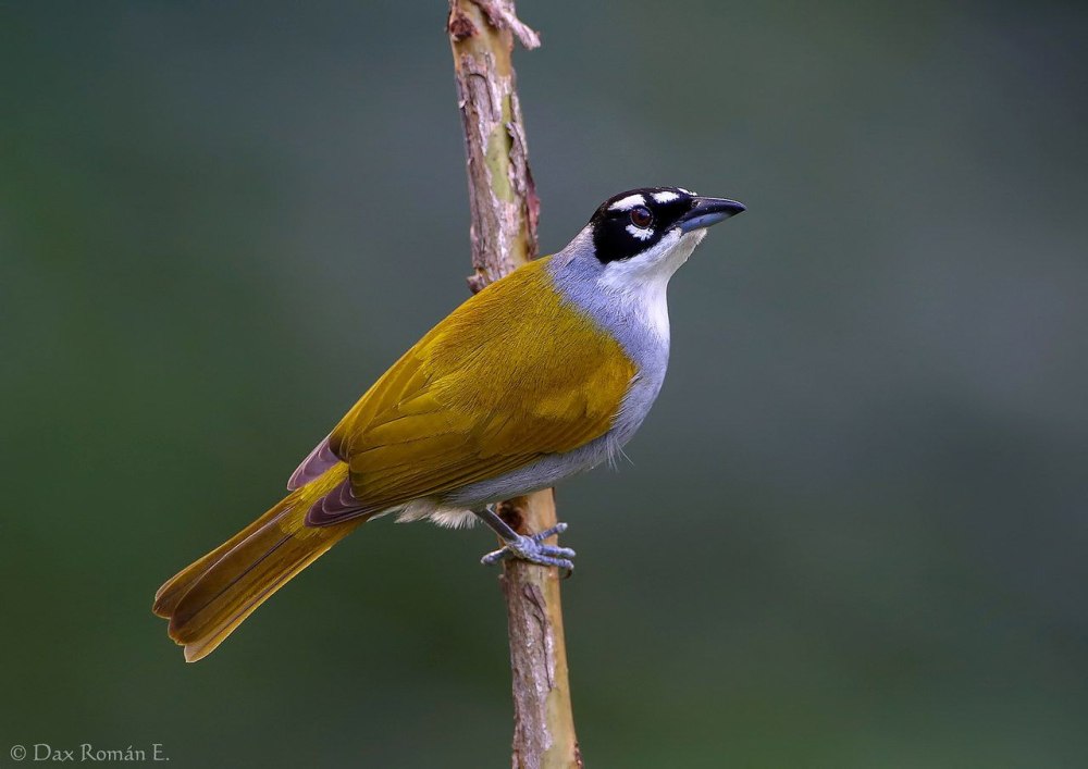 Черношапочная пальмовая танагра (Phaenicophilus palmarum)