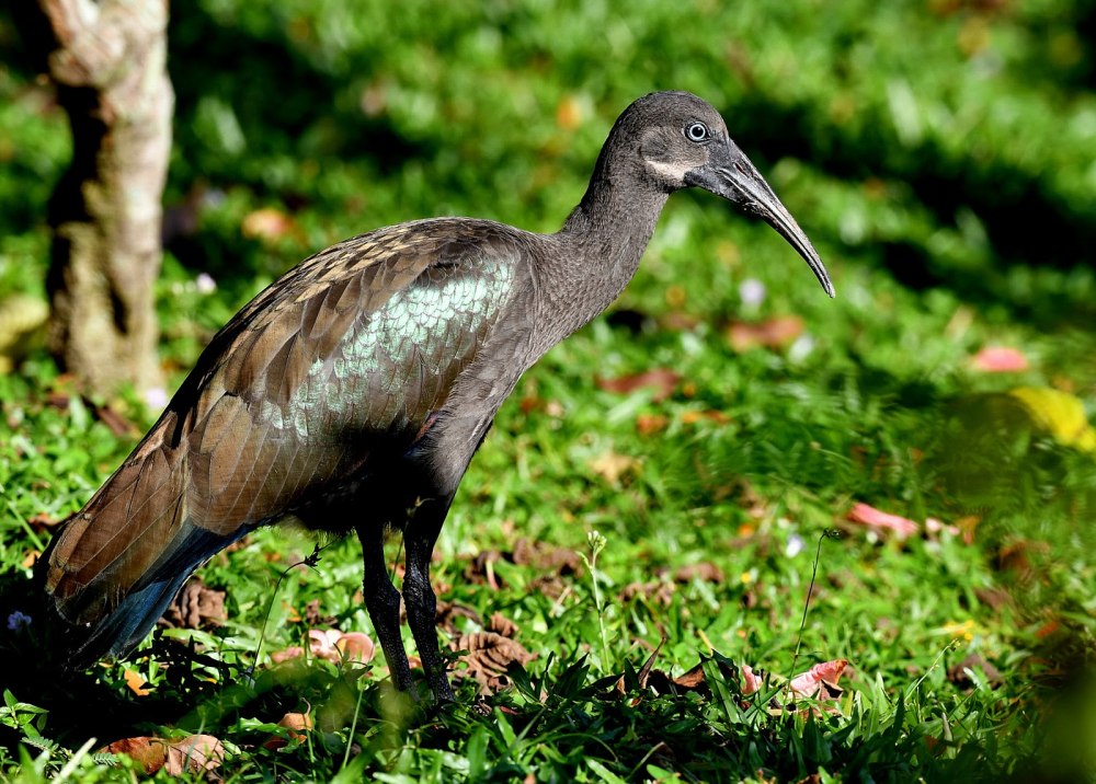 Hadeda ibis