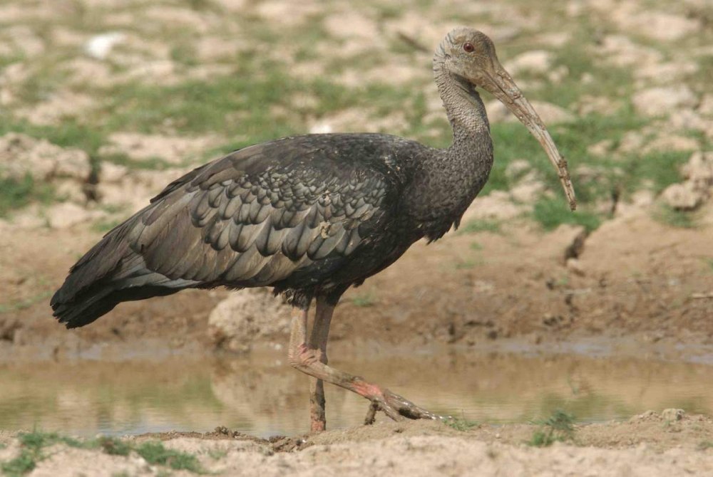 Thaumatibis gigantea