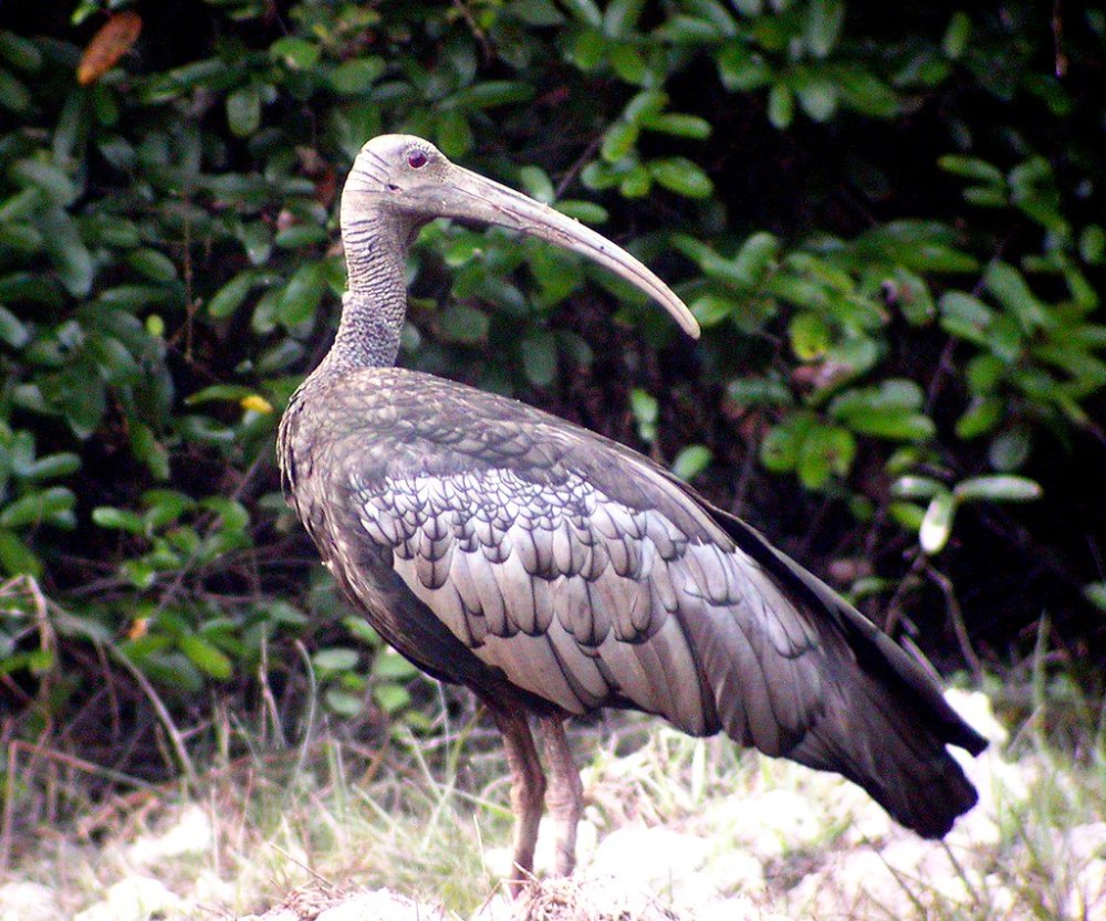 Thaumatibis gigantea
