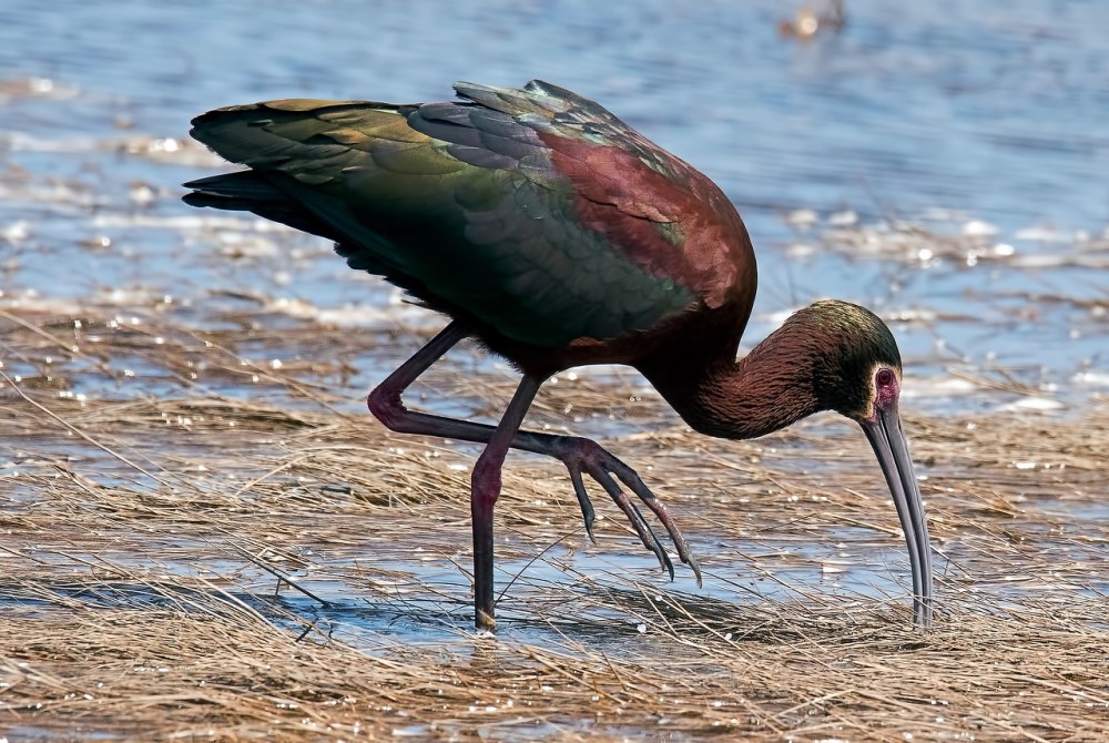 White faced ibis