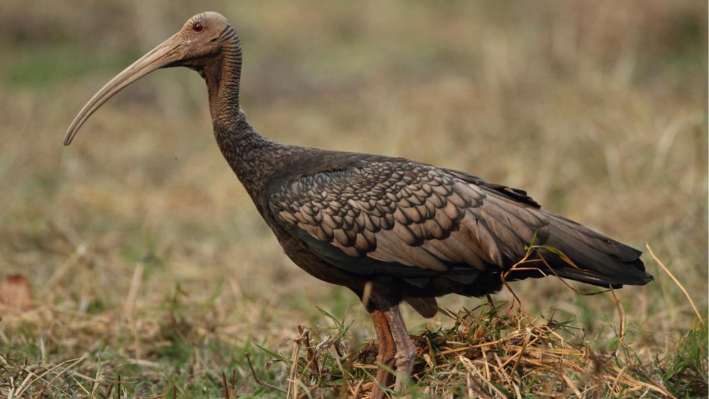 Thaumatibis gigantea