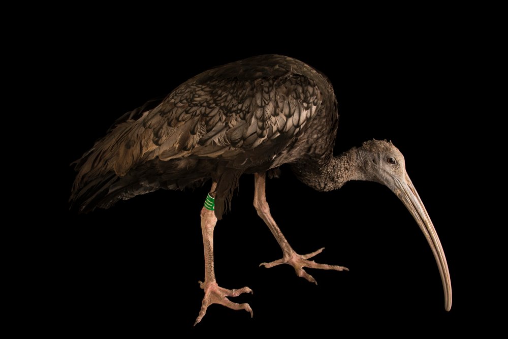 Thaumatibis gigantea