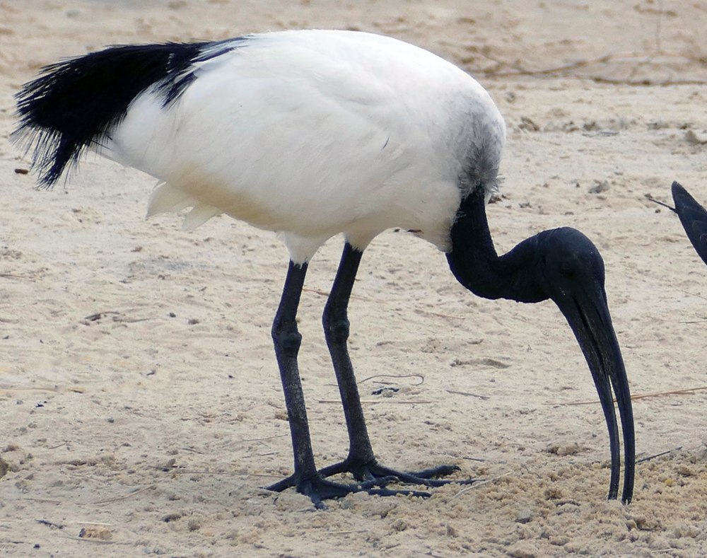 Реюньонский священный Ибис Threskiornis solitarius