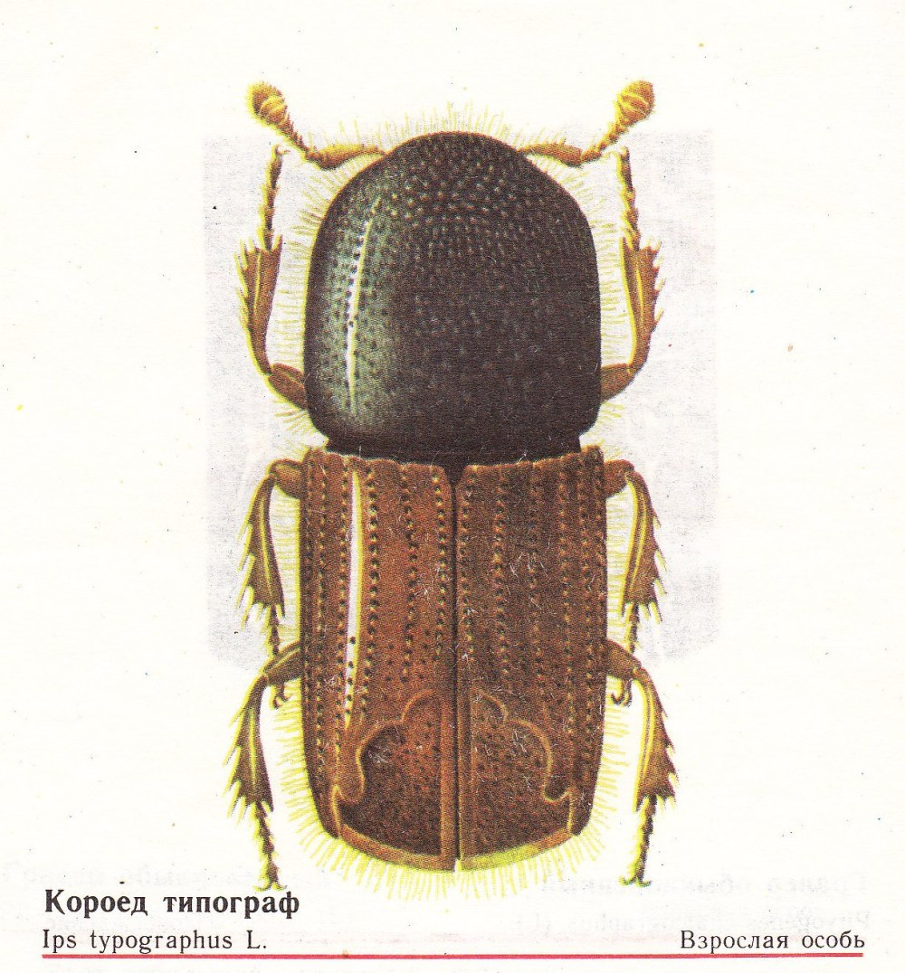 Короед типограф Имаго