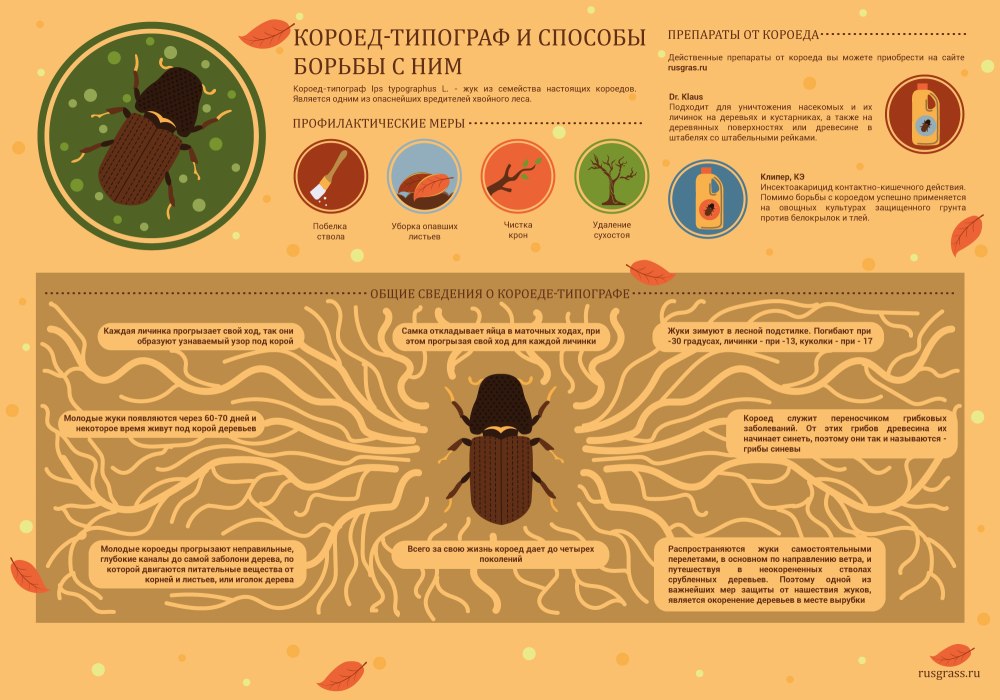 Короед типограф ареал