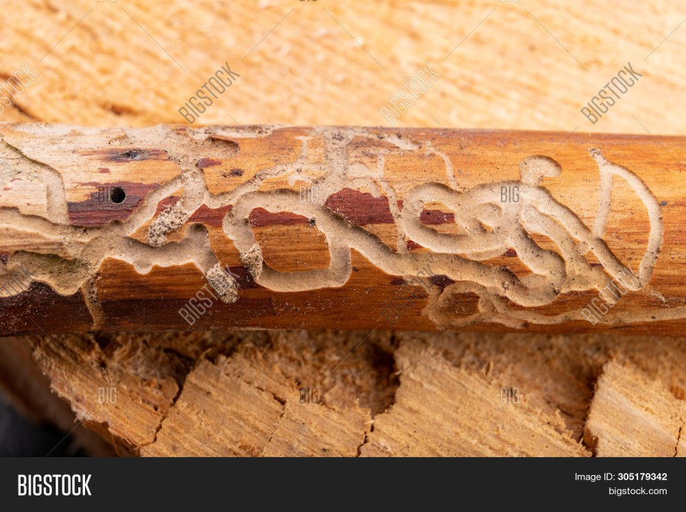 Bark Beetle Branches Art