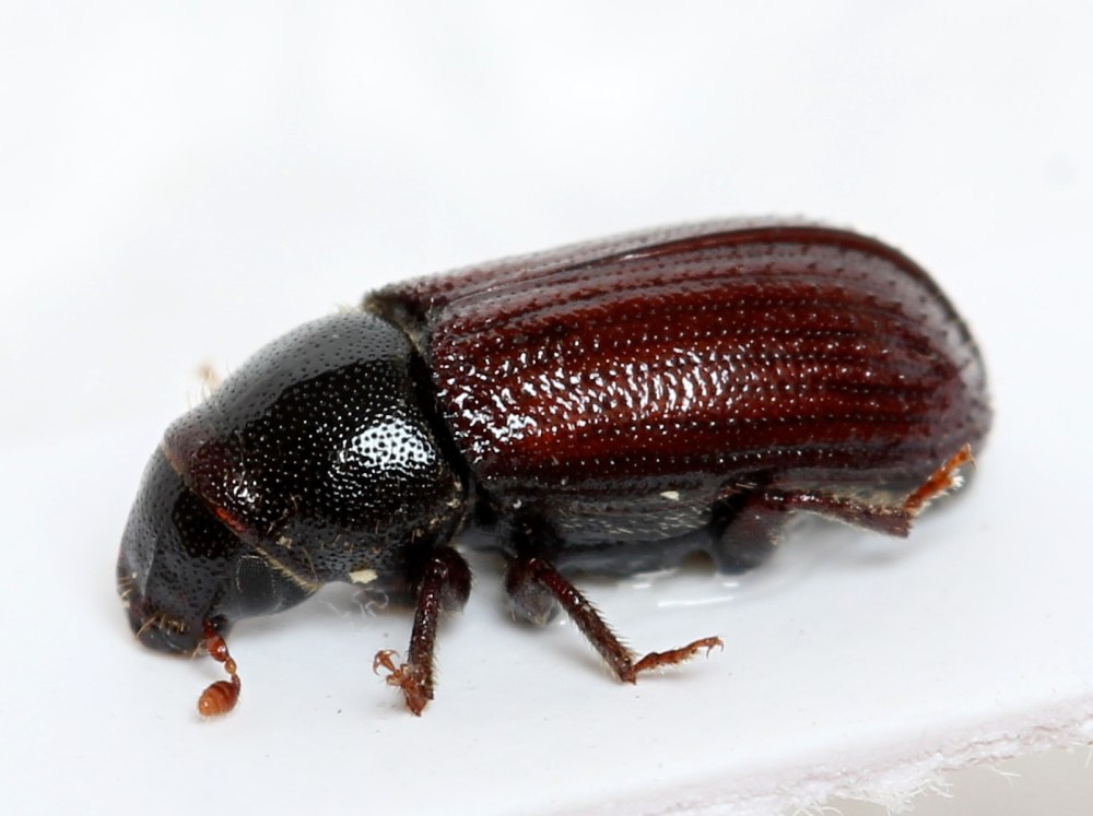 Большой Сосновый лубоед Tomicus piniperda