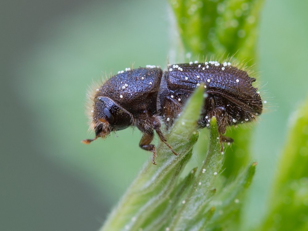 Короед типограф (IPS typographus)