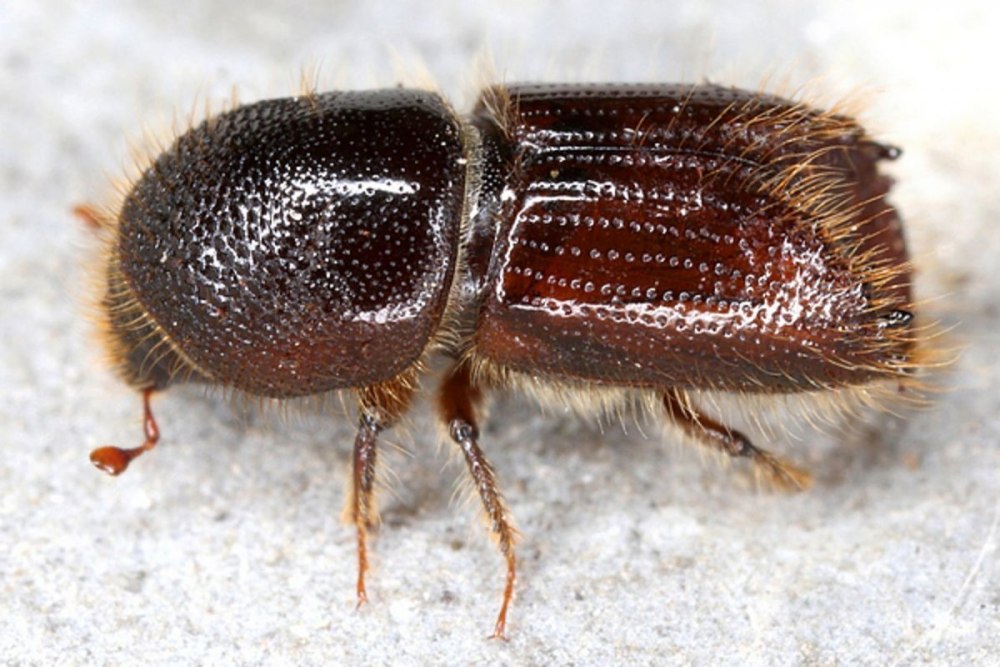 Короед-типограф (IPS typographus l.)